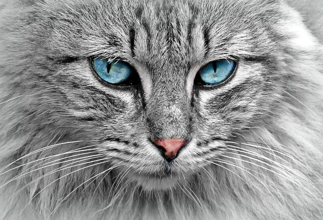 Domestic Cats: Complete Guide to Feline Companions