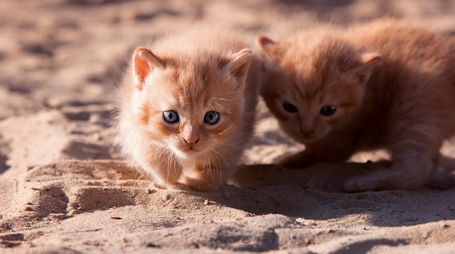 How to Litter Train a Kitten