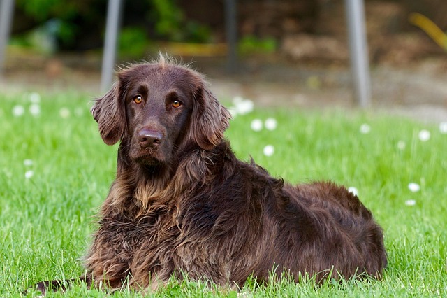 Dogs as Pets