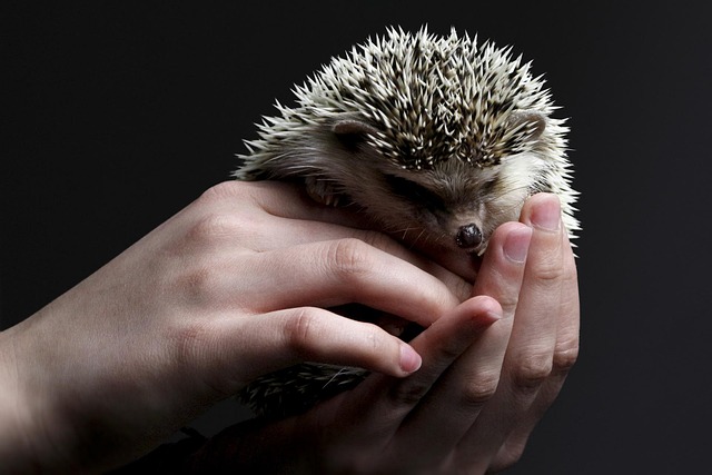 Hedgehogs as Pets: Complete Care Guide