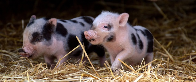 Mini Pigs as Pets: The Complete Guide to These Adorable Companions